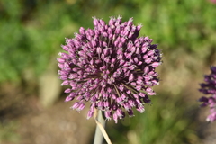 Allium commutatum