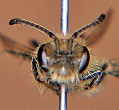 Andrena nasonii