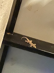 Hemidactylus flaviviridis