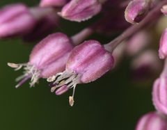 Allium commutatum