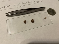 Baeospora myriadophylla