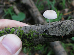 Pluteus niveus
