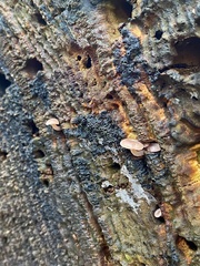 Baeospora myriadophylla