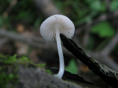 Pluteus niveus