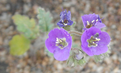 Phacelia crenulata