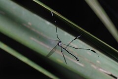 Bittacomorpha clavipes