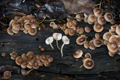 Mycena bulliformis