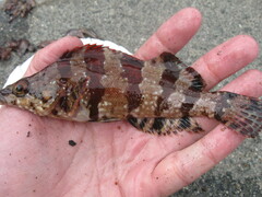 Oxylebius pictus