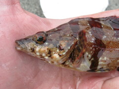 Oxylebius pictus