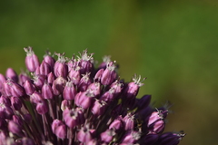 Allium commutatum