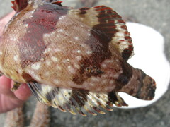 Oxylebius pictus