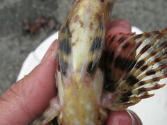 Oxylebius pictus