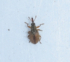 Malvapion malvae