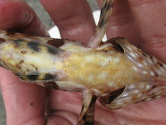 Oxylebius pictus