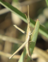 Achurum carinatum
