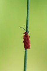 Dictyoptera aurora