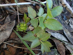 Tauschia arguta