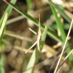 Achurum carinatum