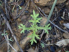 Eriophyllum confertiflorum