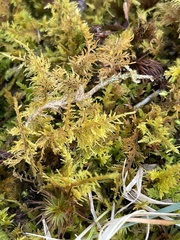 Thuidium delicatulum