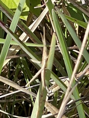 Achurum carinatum