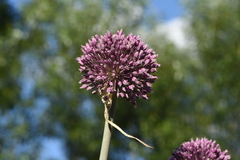 Allium commutatum