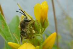 Macropis europaea