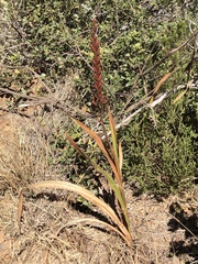 Watsonia tabularis