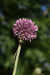 Allium commutatum