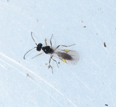 Aphidiinae