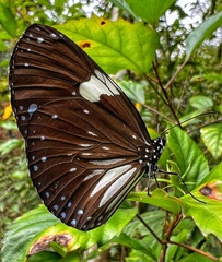 Euploea radamanthus