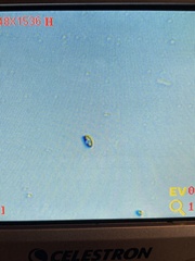 Baeospora myriadophylla