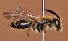 Andrena nasonii