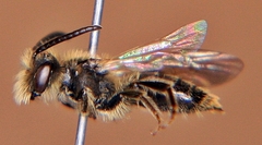 Andrena nasonii