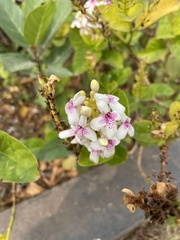 Pseuderanthemum carruthersii