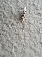 Ceromitia punctulata