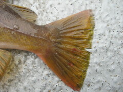 Sebastes flavidus