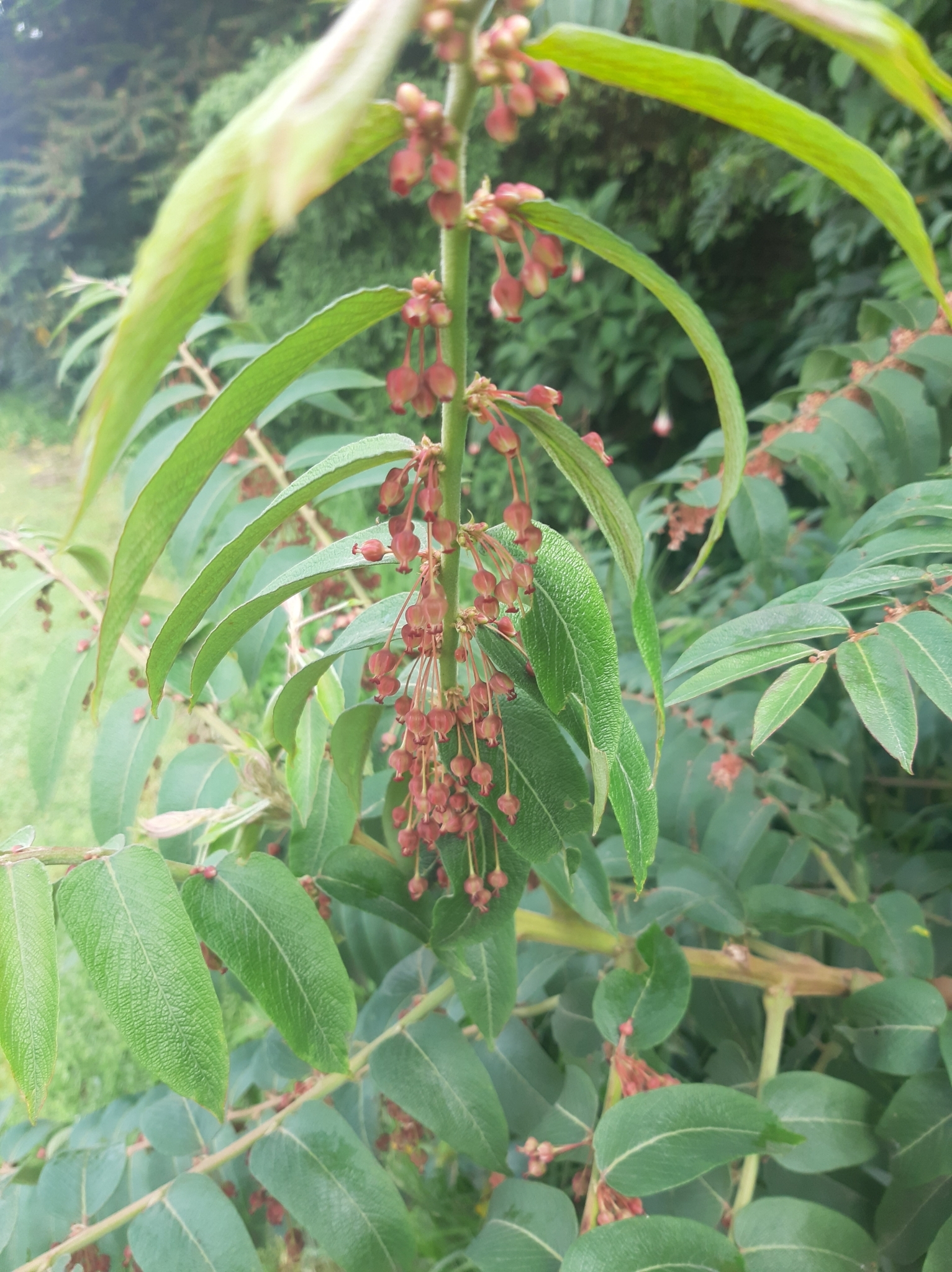 Phyllanthus salviifolius image