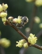 Colletes inaequalis