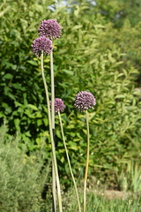 Allium commutatum