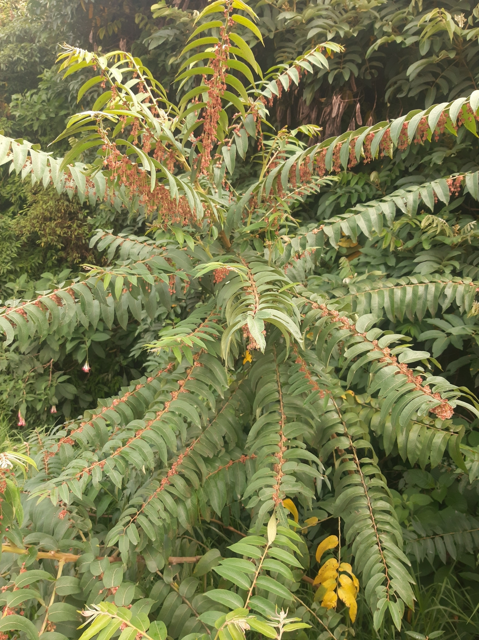 Phyllanthus salviifolius image
