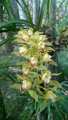 Cymbidium lowianum