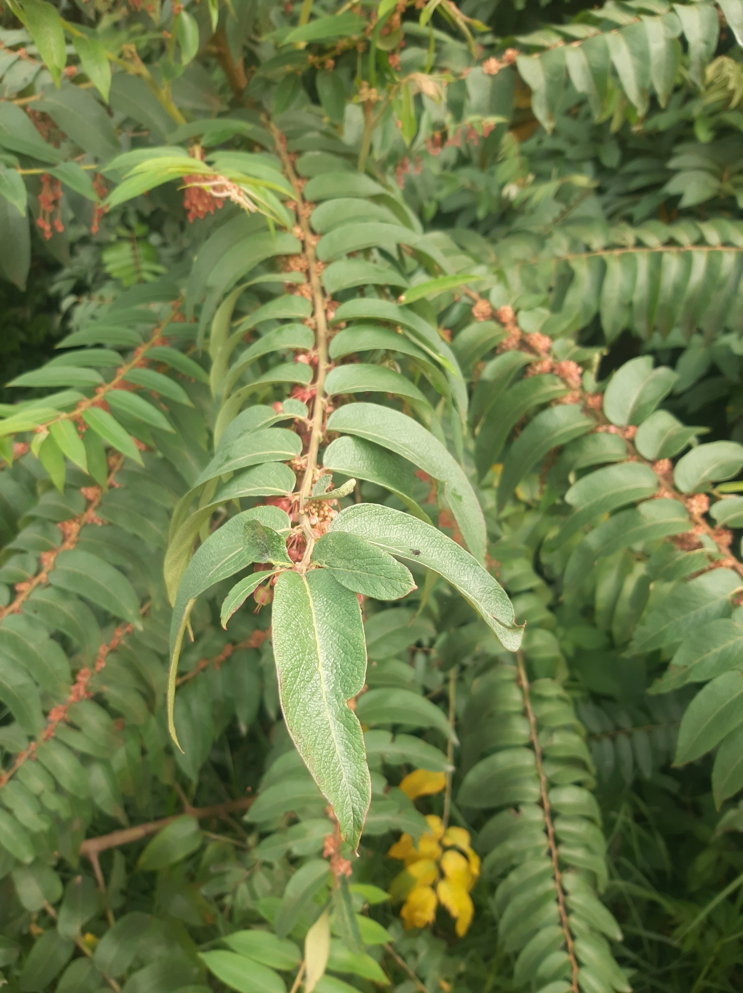 Phyllanthus salviifolius image