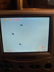 Baeospora myriadophylla