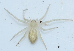 Philodromus albidus
