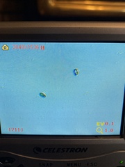 Baeospora myriadophylla