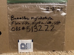 Baeospora myriadophylla