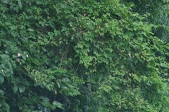 Cardiospermum grandiflorum