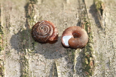 Helicodonta obvoluta