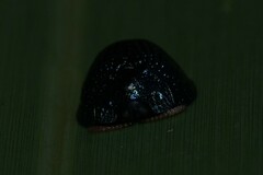 Hemisphaerota cyanea